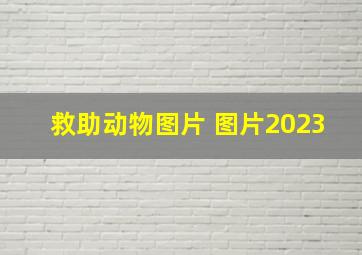 救助动物图片 图片2023